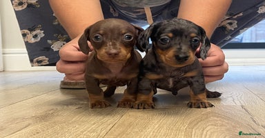 Miniature Dachshund dogs - Advert 7