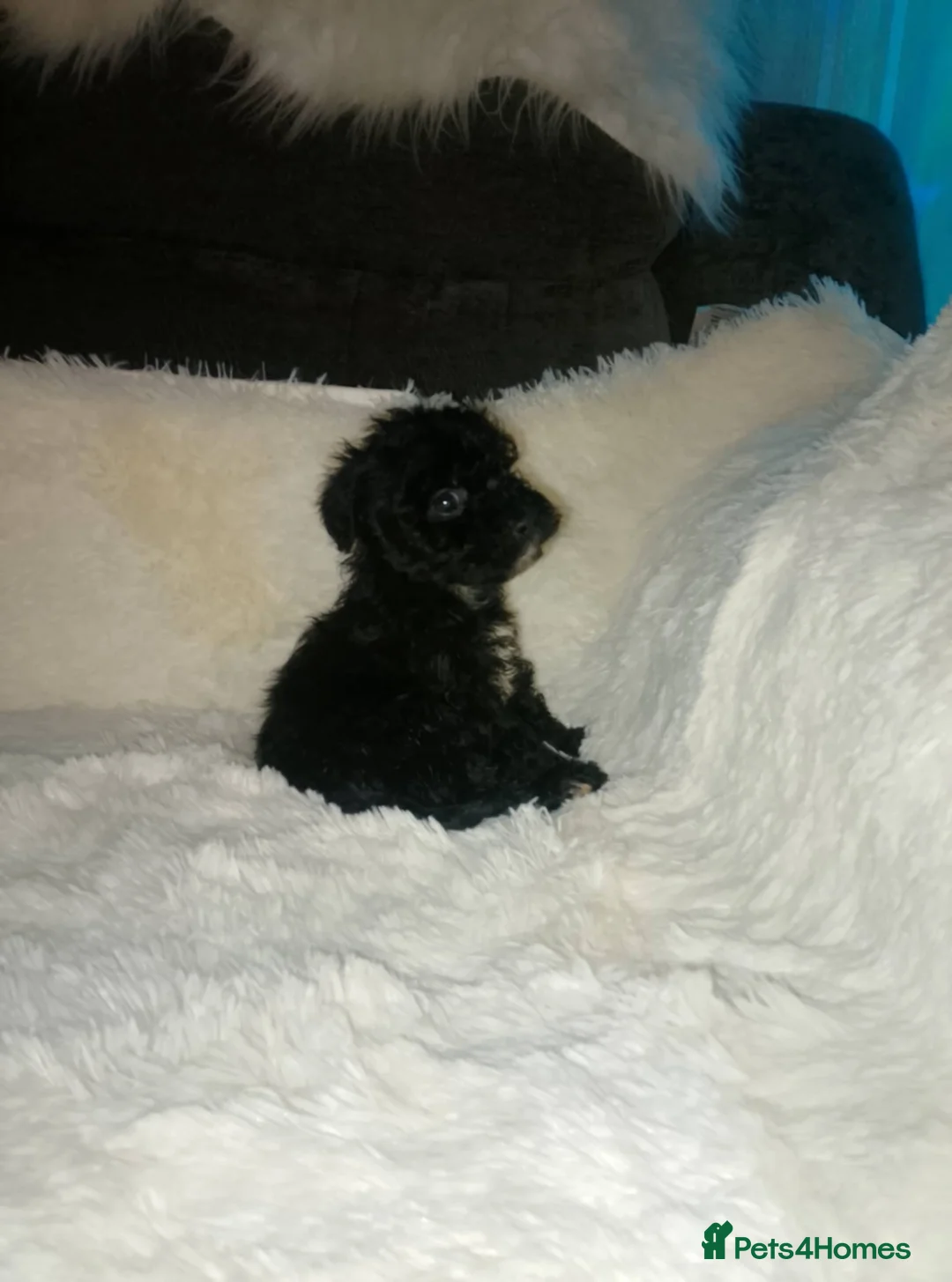 Cockapoo dogs for sale: Miniature cockapoos  - Advert 2