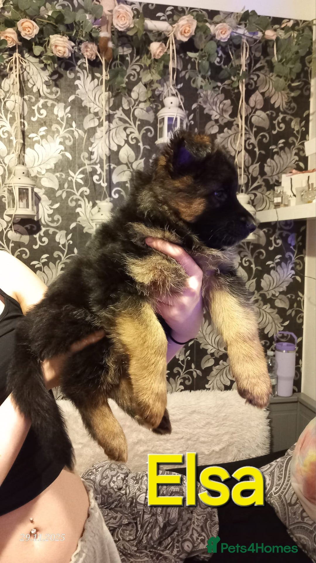 German Shepherd dogs for sale: Excellent Long-Haired German Shepherd Puppies-KC - Advert 15