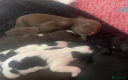 Cocker Spaniel dogs for sale: Gorgeous cocker spaniel puppies  - Image 15