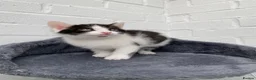 Mixed Breed cats for sale: Kittens for sale  in Peterborough - Advert 5