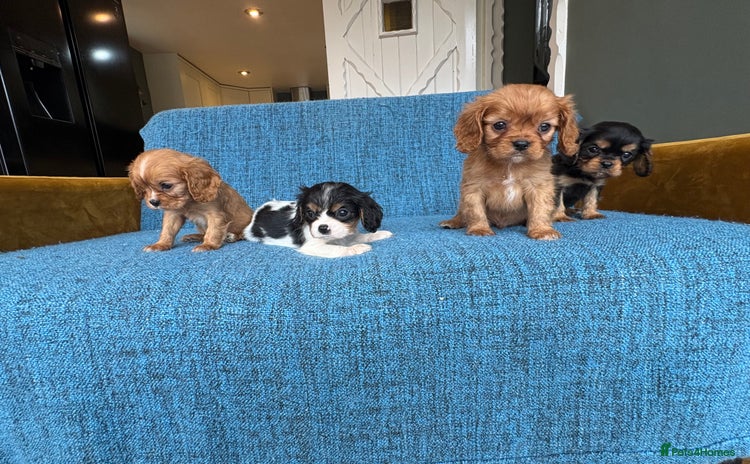 Cavalier King Charles Spaniel dogs - Advert 1