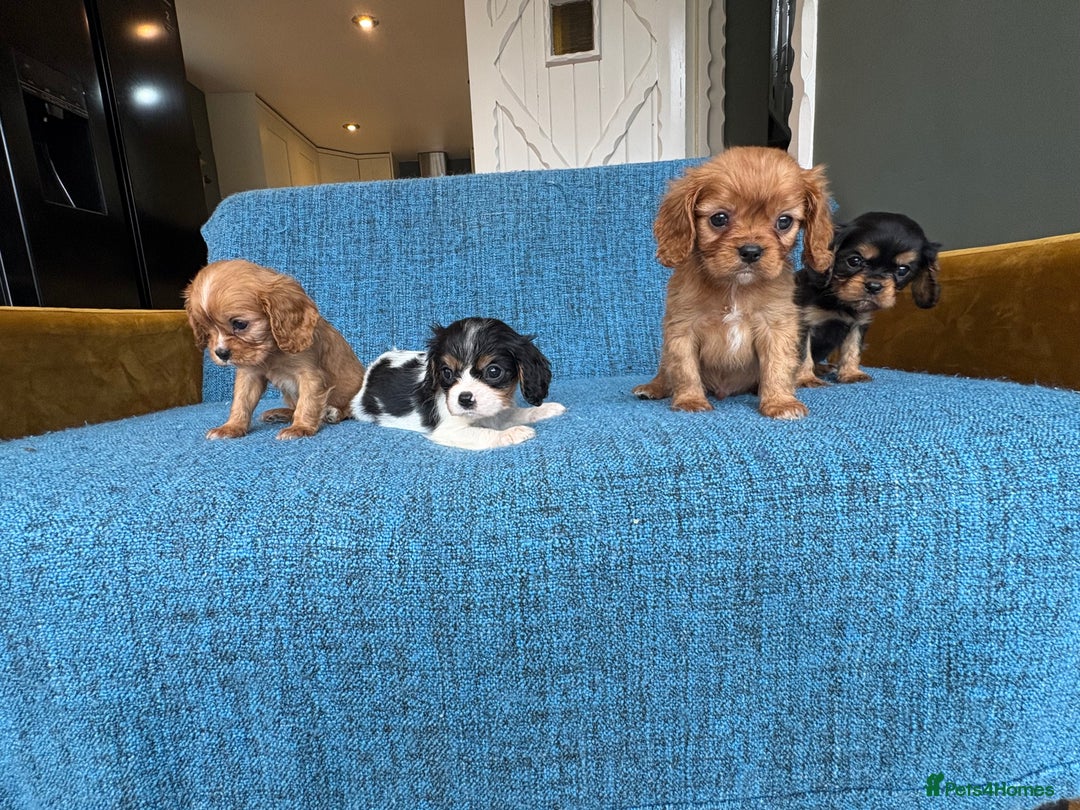 Cavalier King Charles Spaniel dogs for sale: 3 male 1 female cavalier King Charles pups - Image 1