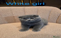 British Shorthair cats for sale: British shorthair kittens  - Image 16