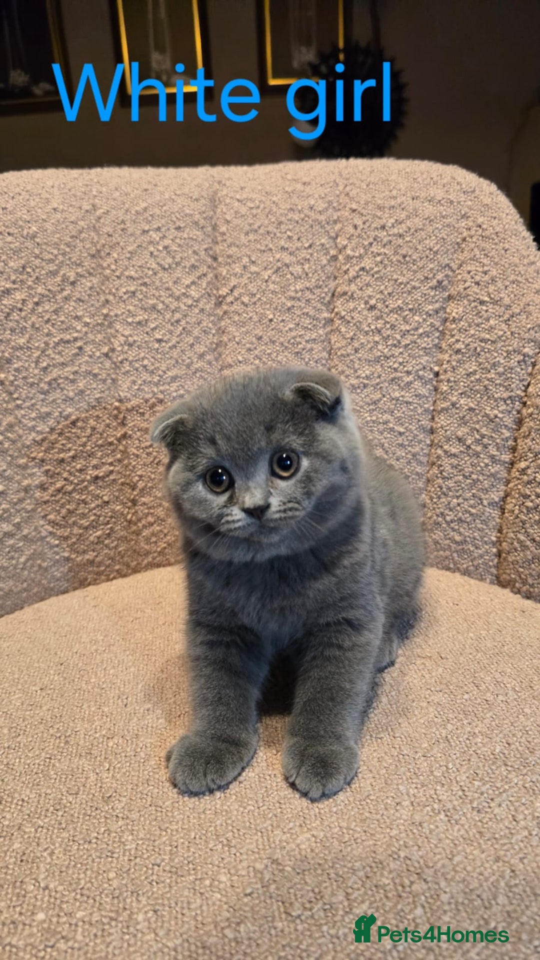 British Shorthair cats for sale: British shorthair kittens  - Image 16