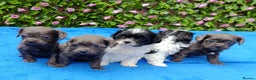 Mixed Breed dogs for sale: TOY FIRST GEN SHIHPOO PUPS PARENTS HEALTH TESTED  - Advert 1