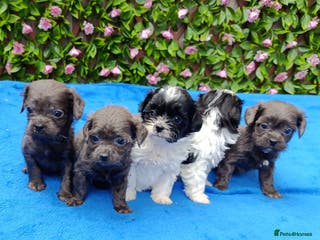 Mixed Breed dogs TOY FIRST GEN SHIHPOO PUPS PARENTS HEALTH TESTED - Advert 4