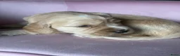 Mixed Breed dogs for sale: RARE MINIGOLDEN RETRIEVERS/DAKOTA SPORT RETRIEVERS - Advert 7