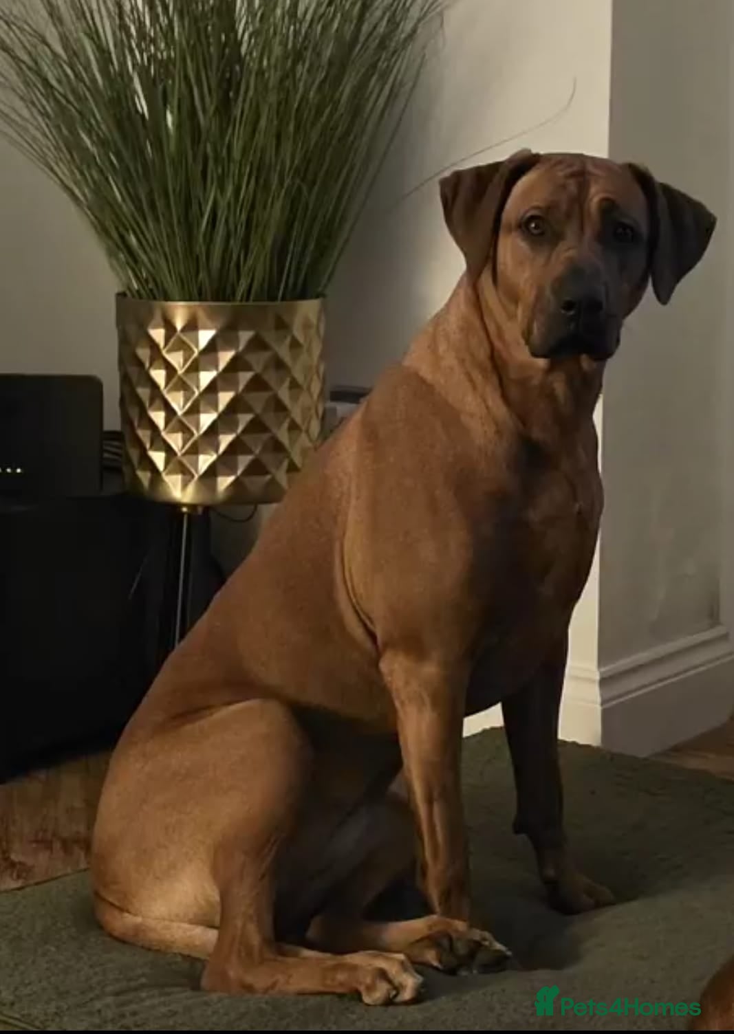 Rhodesian Ridgeback dogs Waiting List Open - Due 20th April 26  - Advert 1