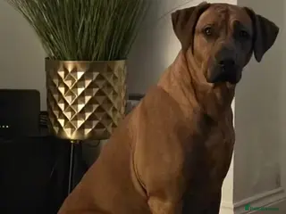 Rhodesian Ridgeback dogs Waiting List Open - Due 20th April 26 - Advert 1