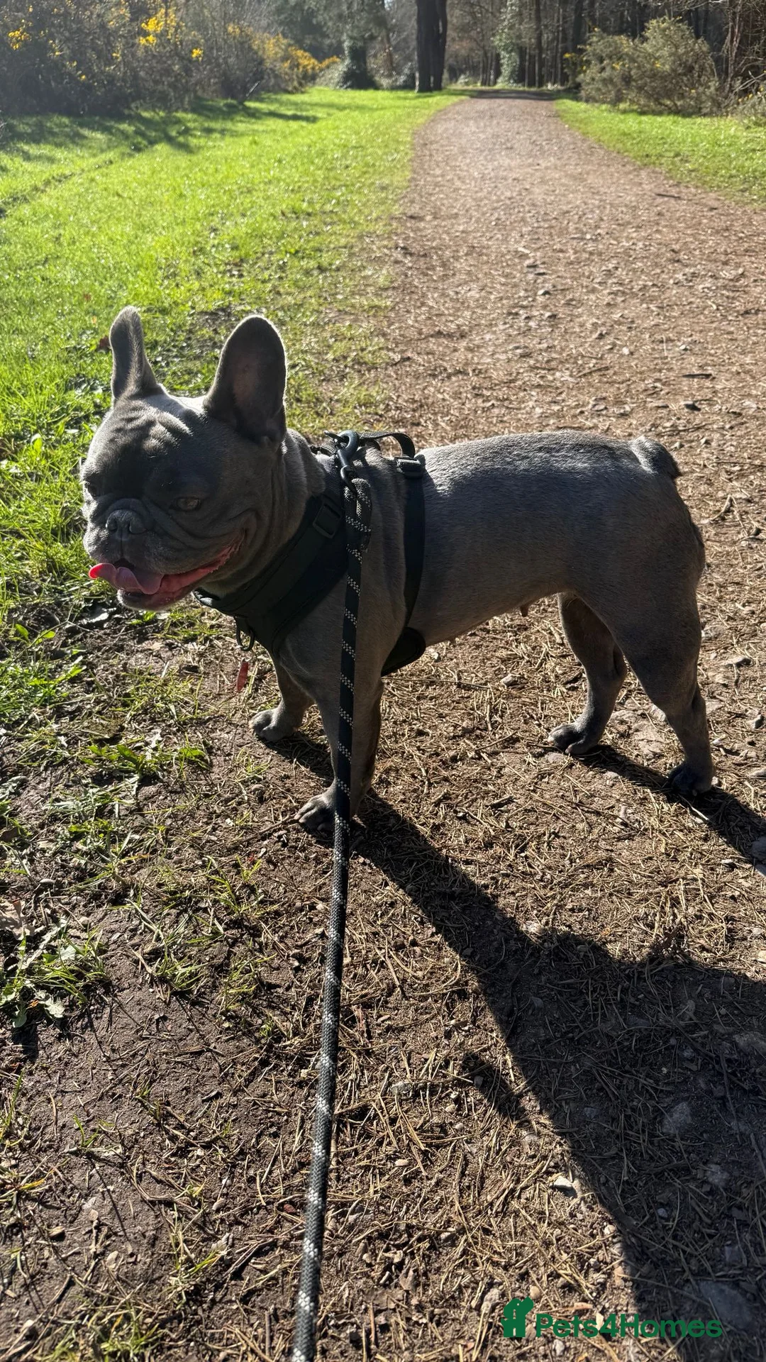 French Bulldog dogs for sale: Frenchies Mum and Daughter - Advert 1