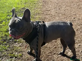 French Bulldog dogs Frenchies Mum and Daughter - Advert 1