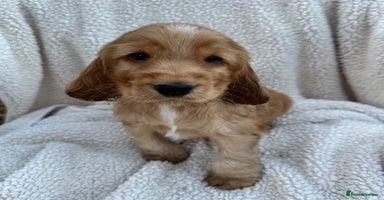 Cocker Spaniel dogs - Advert 5