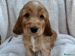 Cocker Spaniel dogs - Advert 4