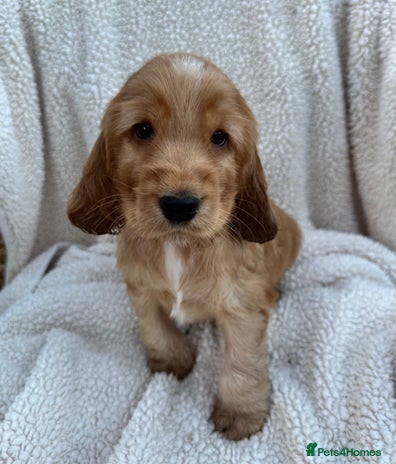 Cocker Spaniel dogs - Advert 10