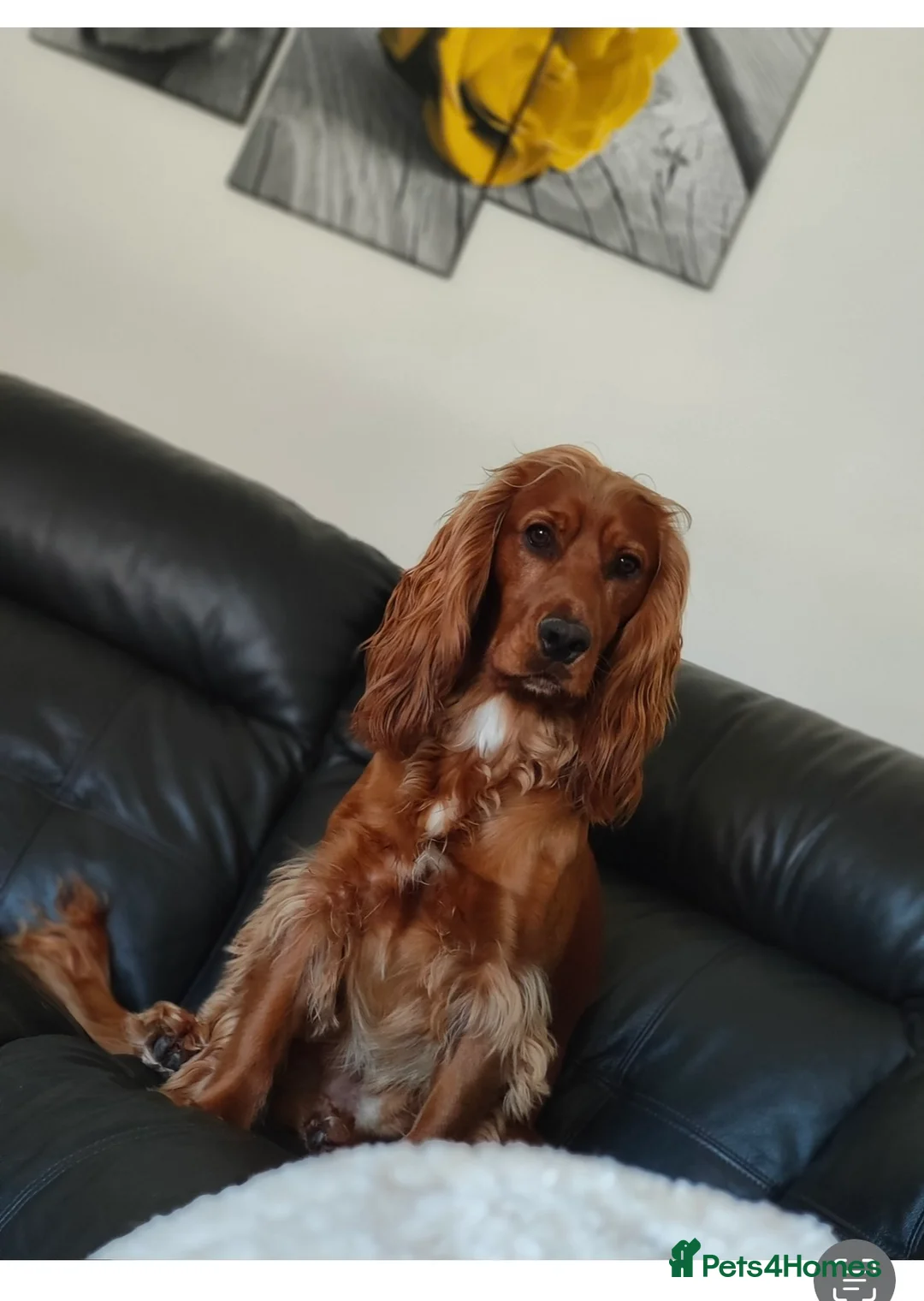 Cocker Spaniel dogs for stud: Proven Beautiful cocker stud available ❤️ in Barnsley - Advert 5