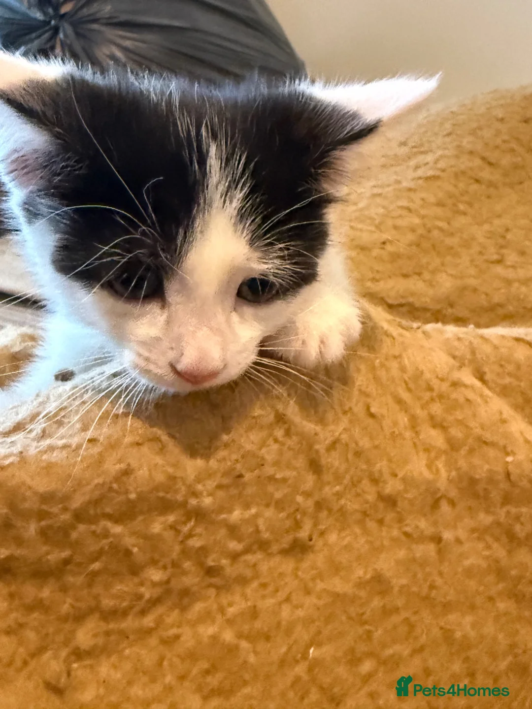 Mixed Breed cats for sale: Beautiful kittens looking for their forever homes - Advert 9