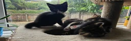 Mixed Breed cats for sale: 5 little kittens ready for the new lovely homes  ! in Cheltenham - Advert 18