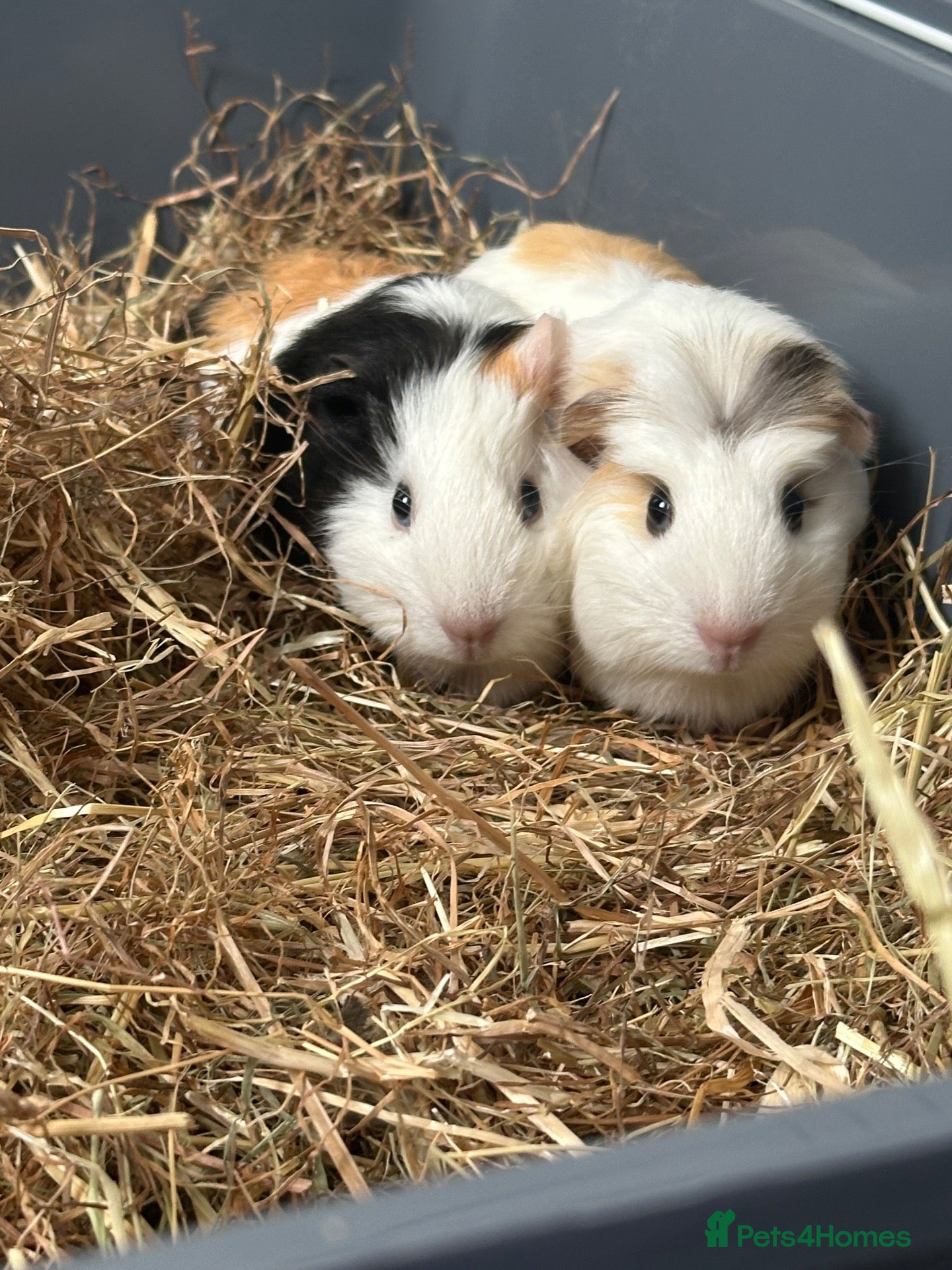 Guinea Pig rodents 2 Female Guinea pig sisters - Advert 1