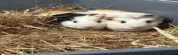 Guinea Pig rodents for sale: 2 Female Guinea pig sisters - Advert 1