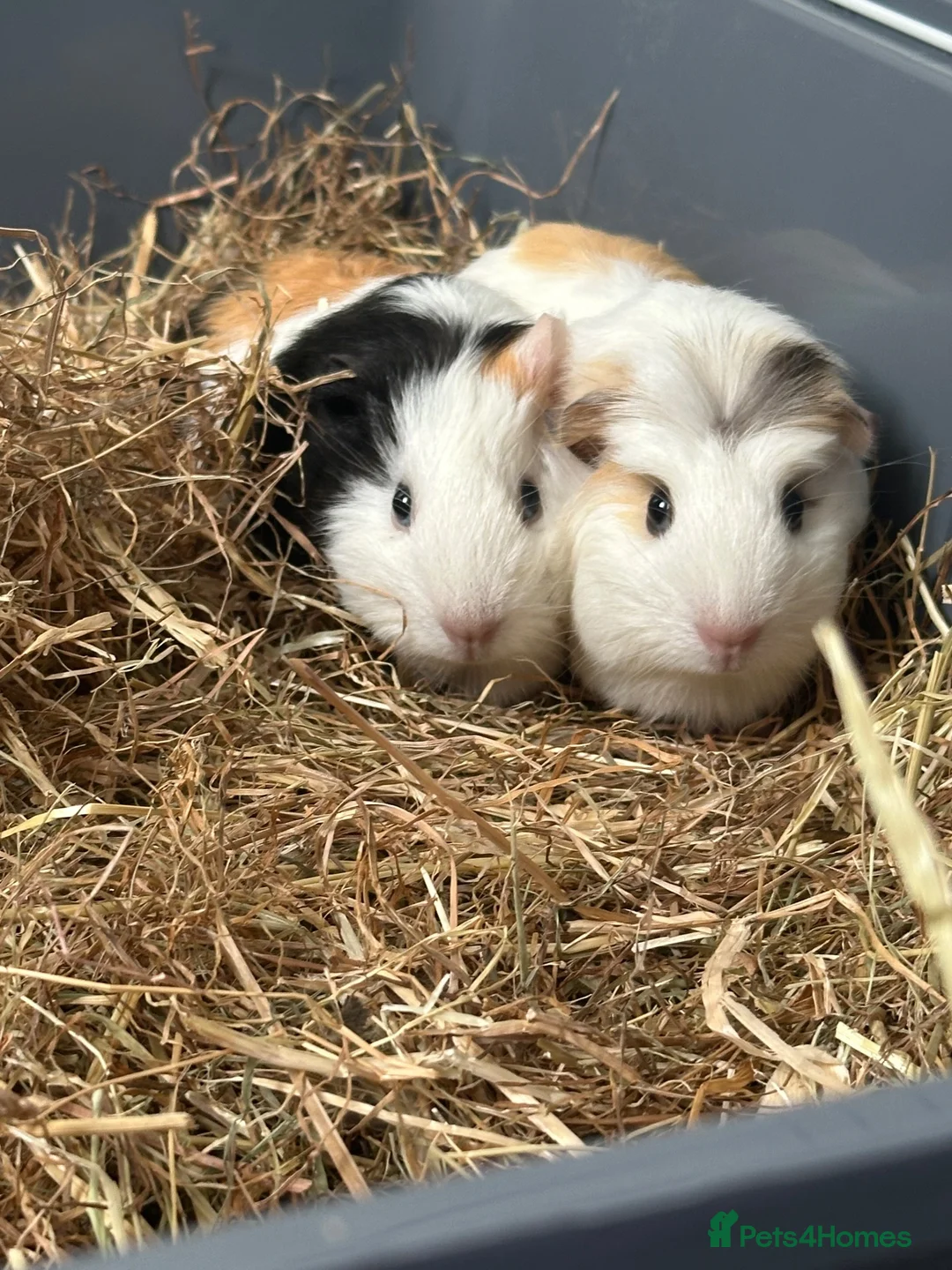 Guinea Pig rodents for sale: 2 Female Guinea pig sisters - Advert 1