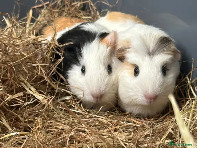 Guinea Pig rodents for sale: 2 Female Guinea pig sisters - Advert 1