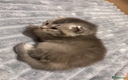 British Shorthair cats for sale: British Shorthair Kittens - Image 5