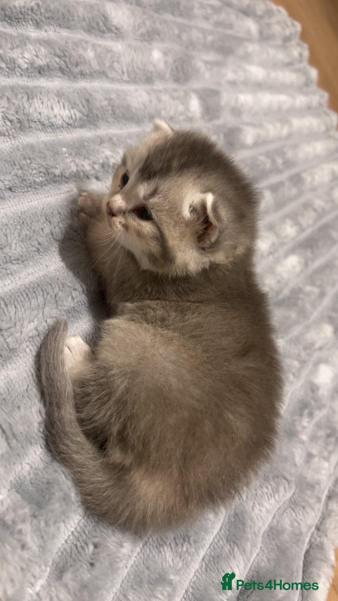 British Shorthair cats for sale: British Shorthair Kittens - Image 5
