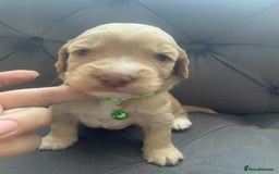 Cockapoo dogs for sale: Cockapoo Lovley Puppies  - Image 21