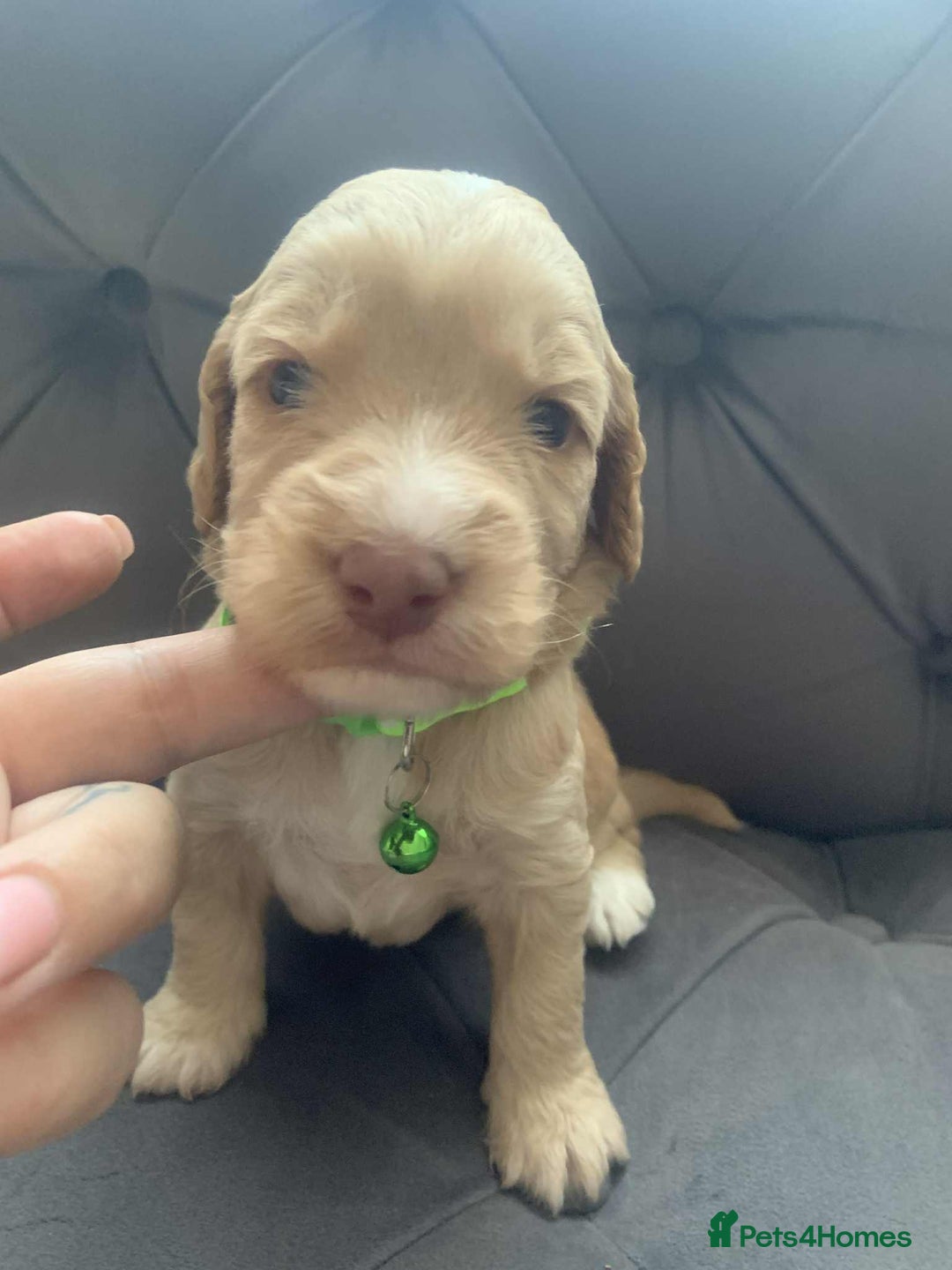 Cockapoo dogs for sale: Cockapoo Lovley Puppies  - Image 21