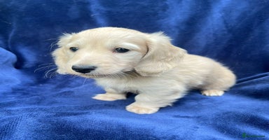 Miniature Dachshund dogs - Advert 7