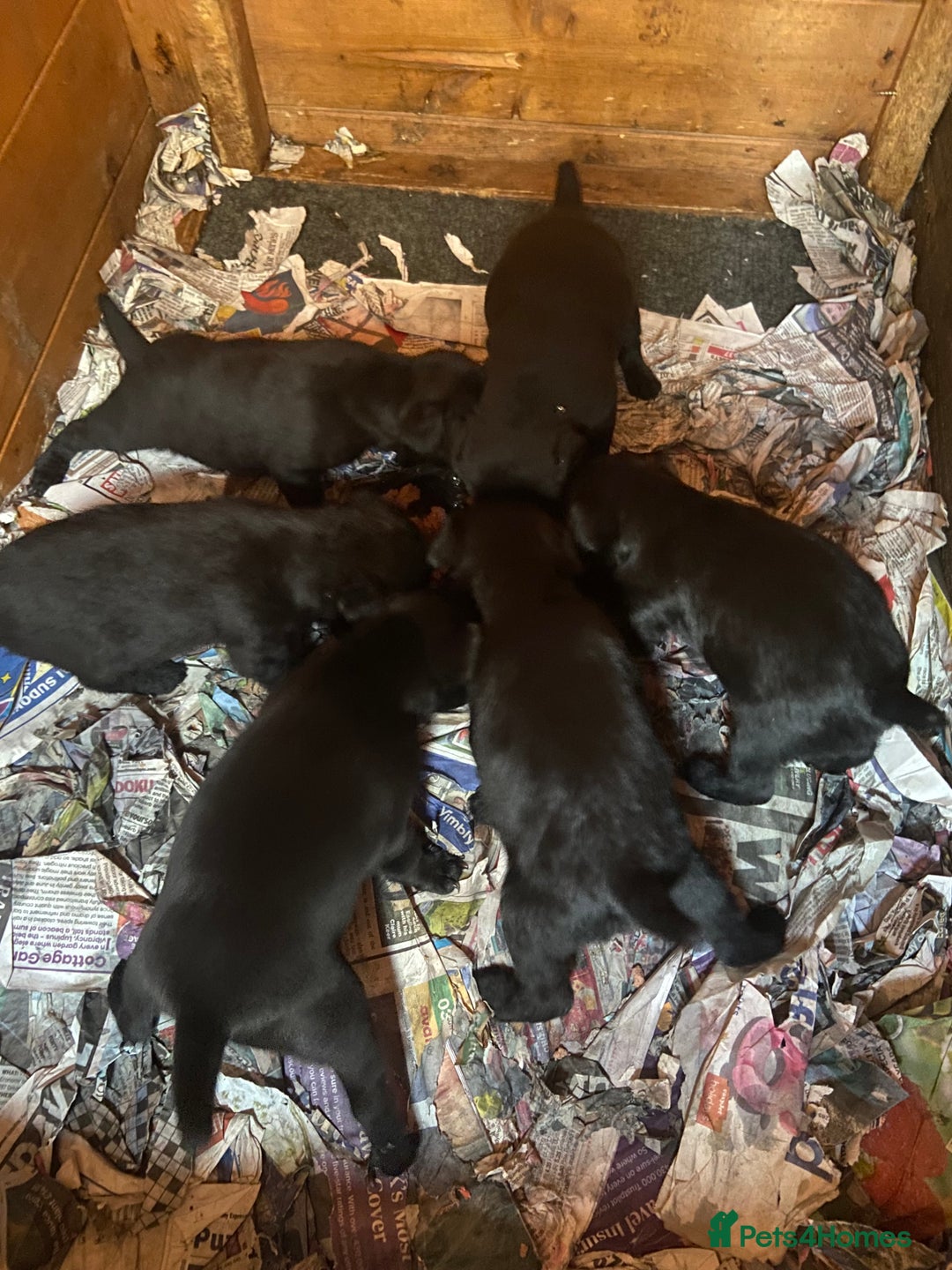 Patterdale Terrier dogs for sale: Patterdale terrier bitch.  - Advert 4