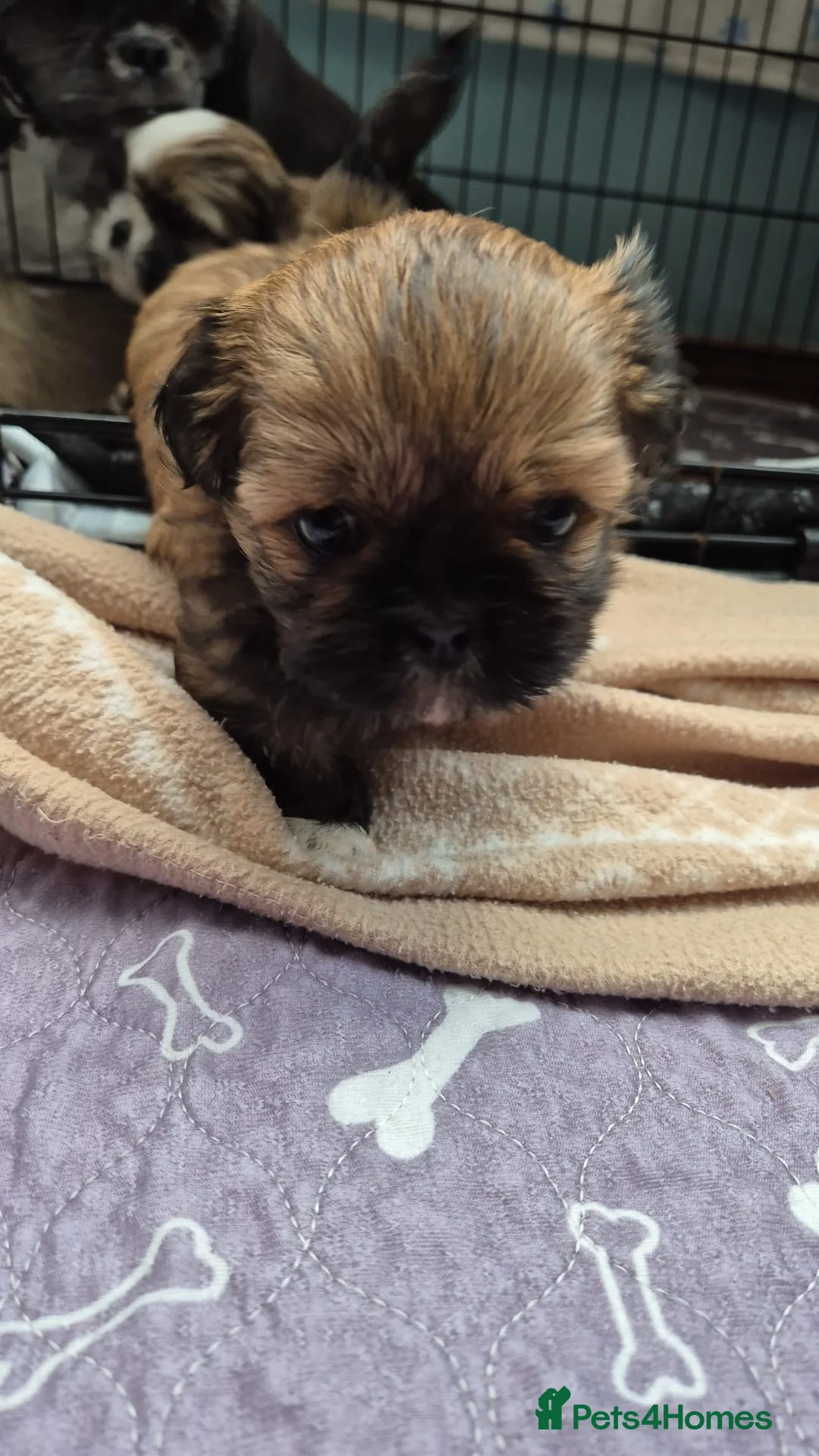 Shih Tzu dogs for sale: Shih Tzu puppies - Advert 7