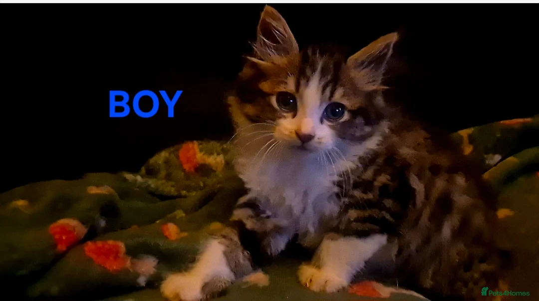 Mixed Breed cats for sale: British blue x Maine coon x domestic short hair  - Advert 1
