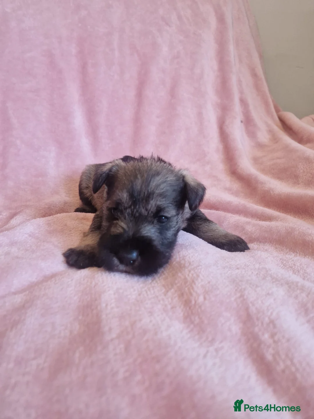 Miniature Schnauzer dogs for sale: Gorgeous miniature schnauzer puppies  - Advert 40