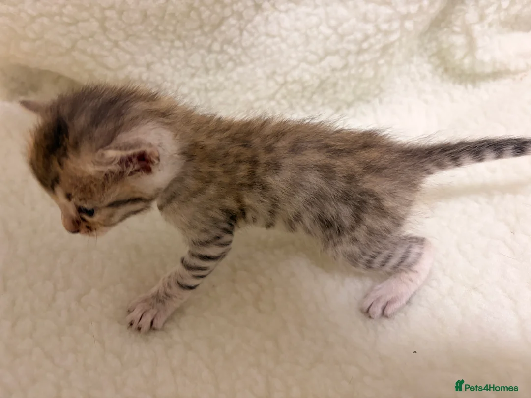 Bengal cats for sale: Bengal kittens - Advert 7