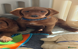 Goldendoodle dogs for sale: Top Quality Goldendoodle x Australian labradoodle  in Brough - Image 16