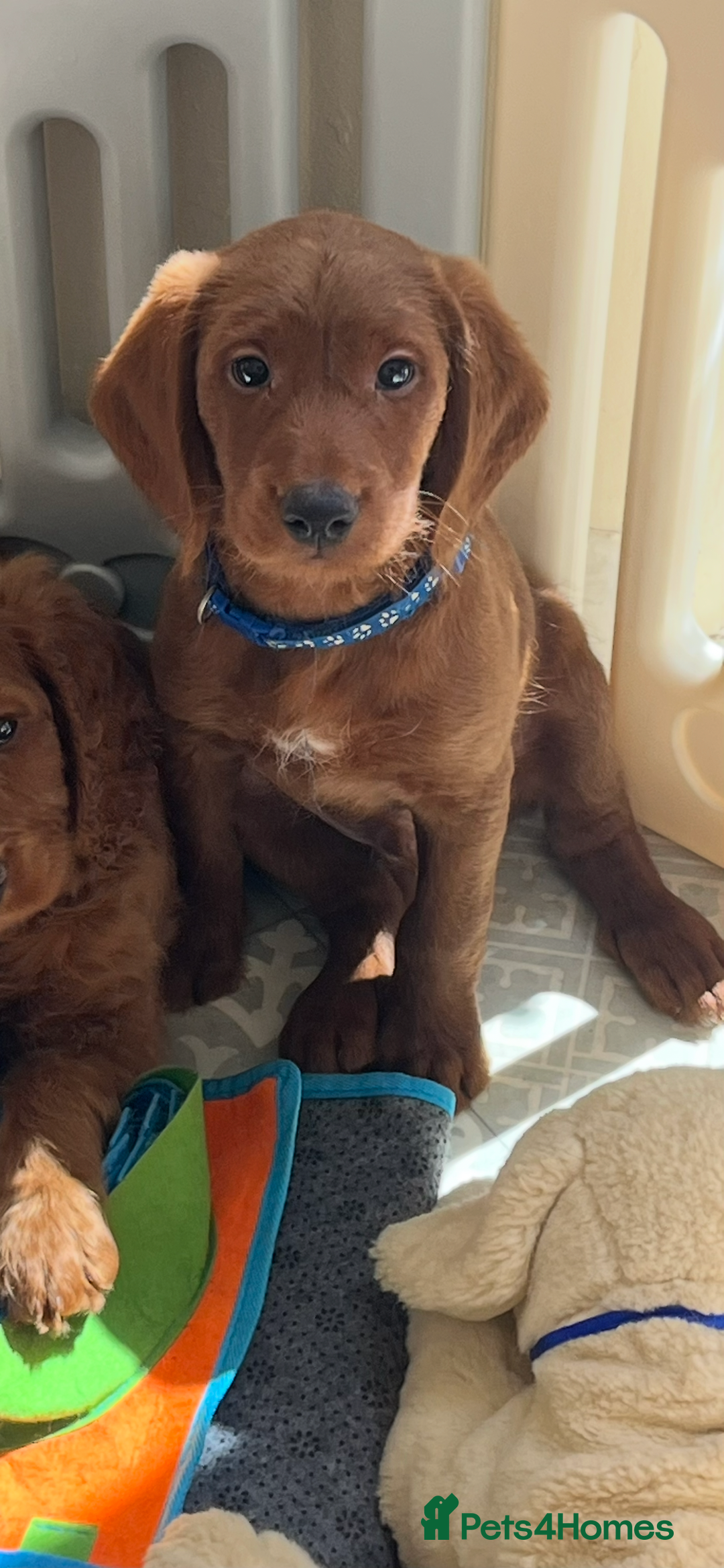 Goldendoodle dogs for sale: Top Quality Goldendoodle x Australian labradoodle  in Brough - Image 16