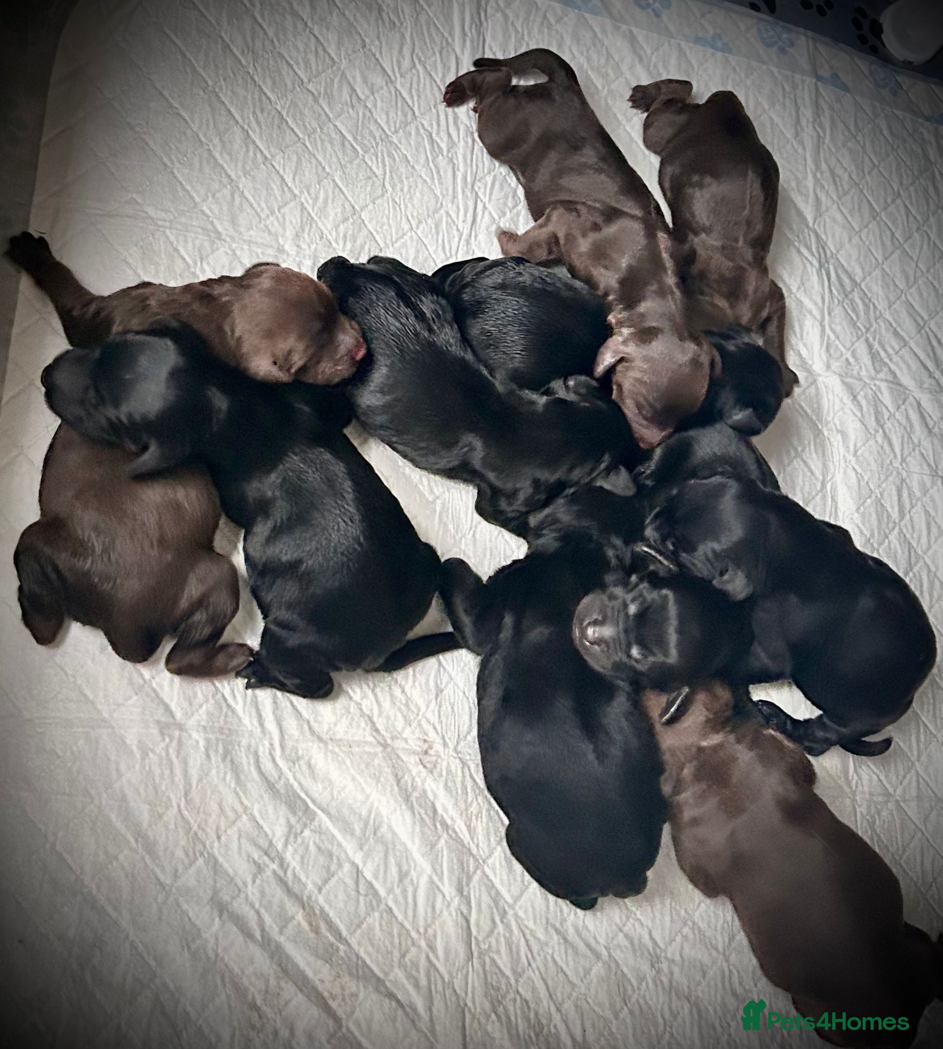 Cockapoo dogs Cockerpoo Puppies - Advert 1