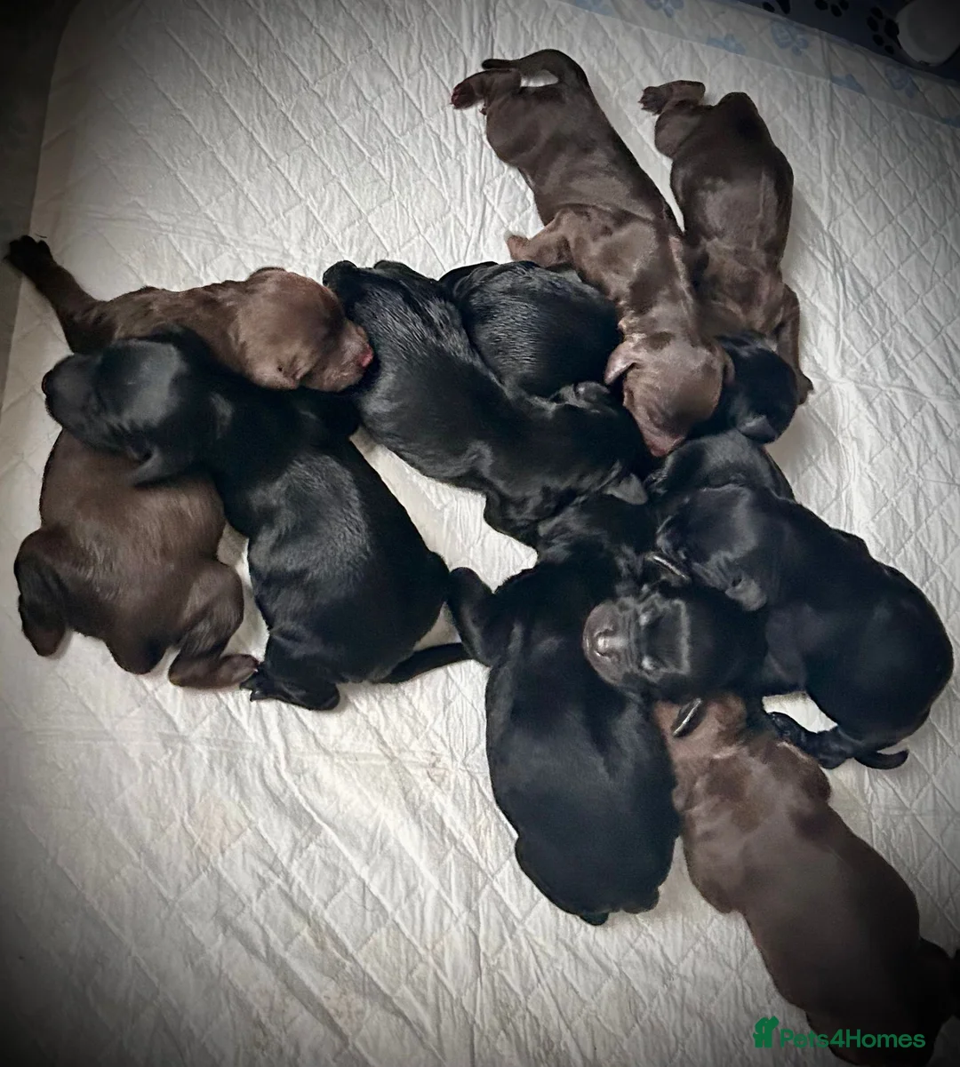 Cockapoo dogs for sale: Cockerpoo Puppies - Advert 1