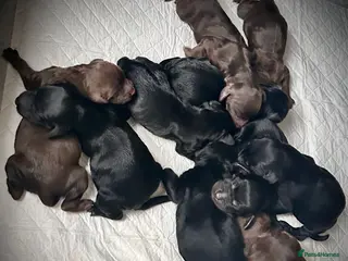 Cockapoo dogs Cockerpoo Puppies - Advert 3