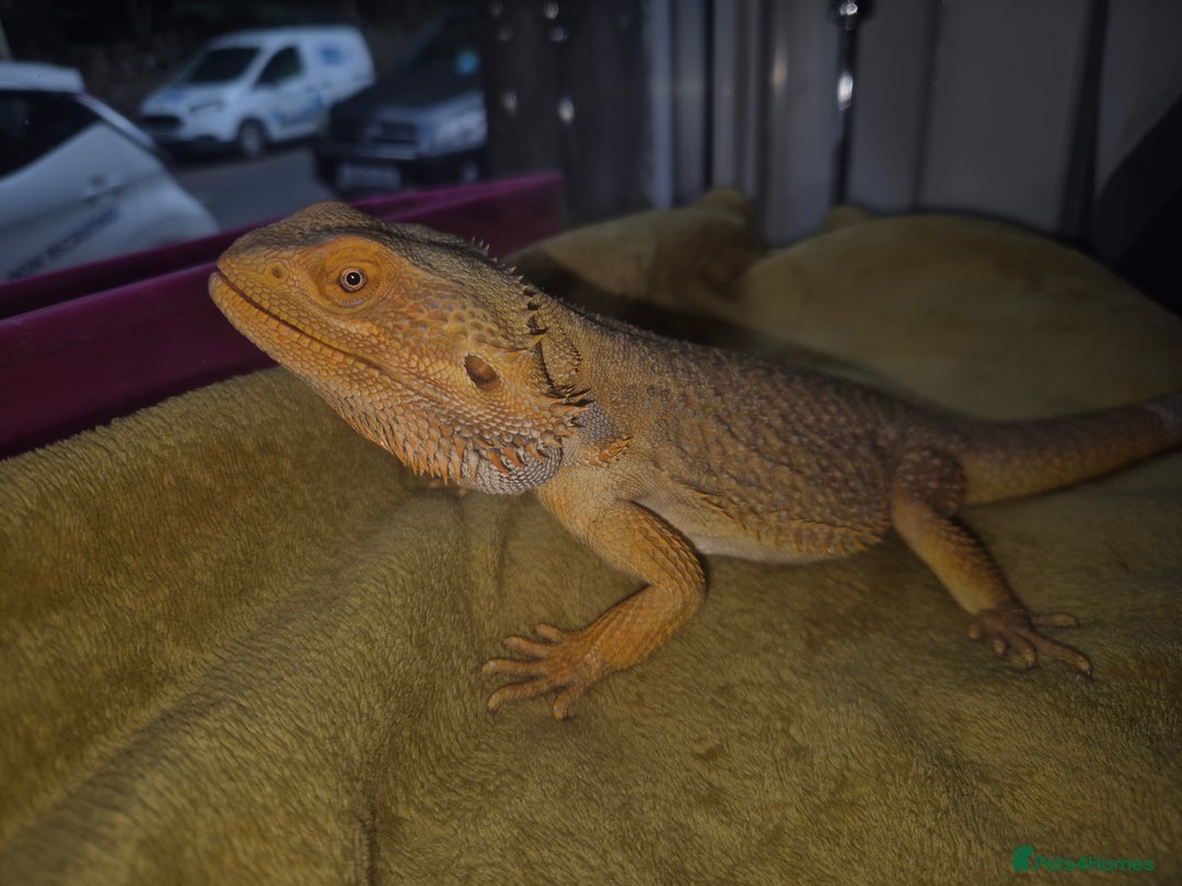 Bearded Dragon reptiles for sale: Bearded dragon - Image 3