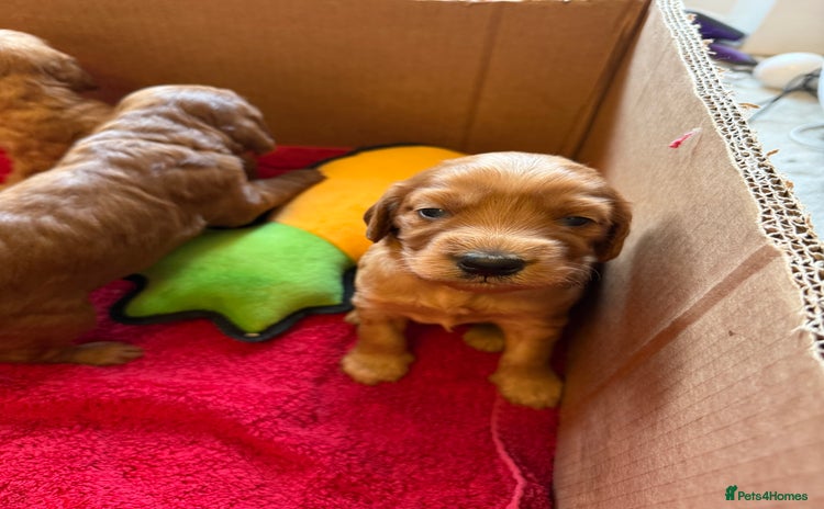 Irish Doodle dogs - Advert 1