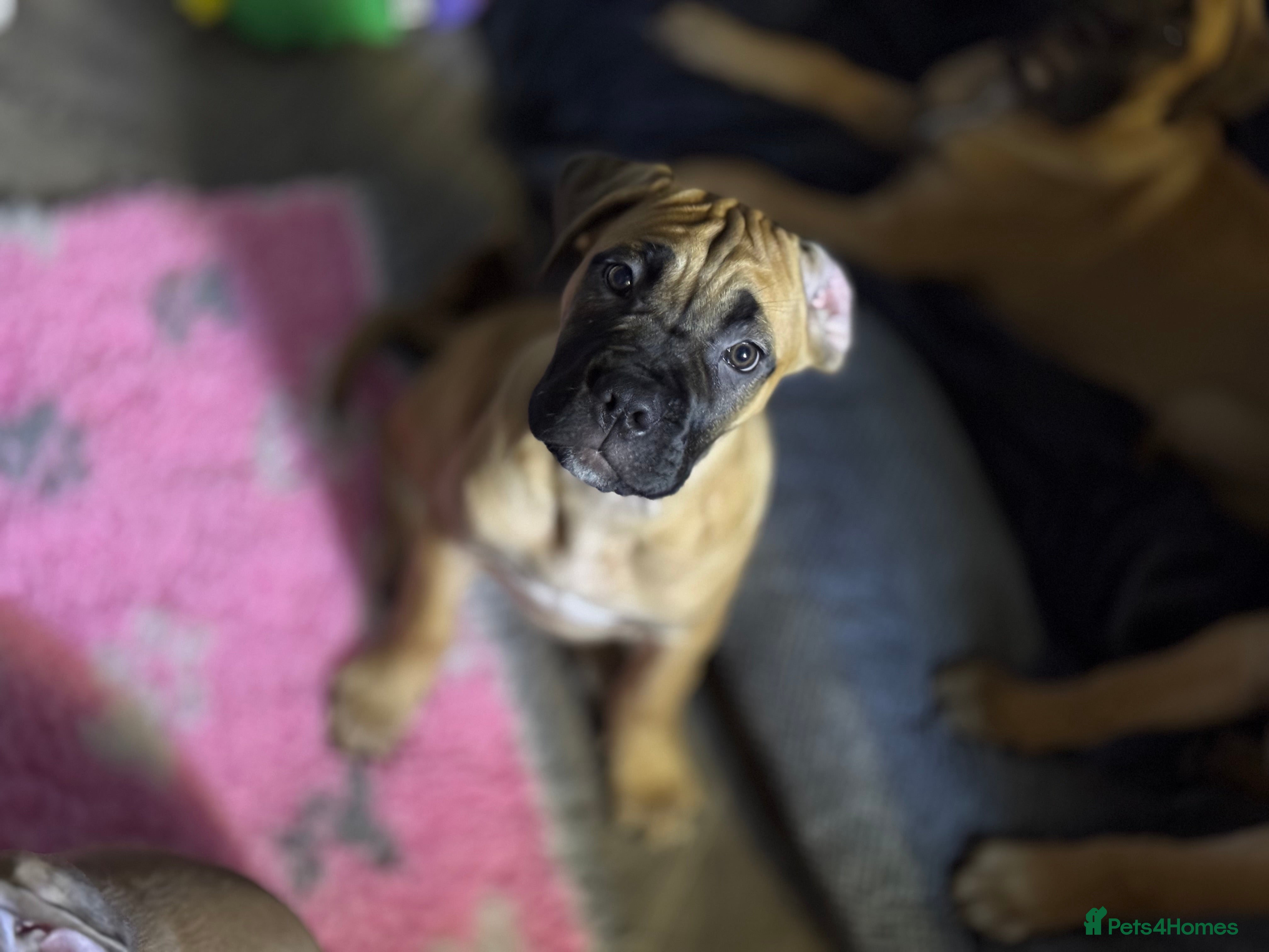 Cane Corso dogs 🐾PatoSquad Kennel🐾beautiful female available  - Advert 5