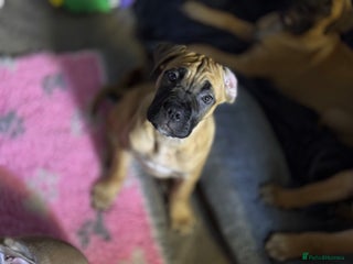 Cane Corso dogs 🐾PatoSquad Kennel🐾beautiful female available - Advert 5