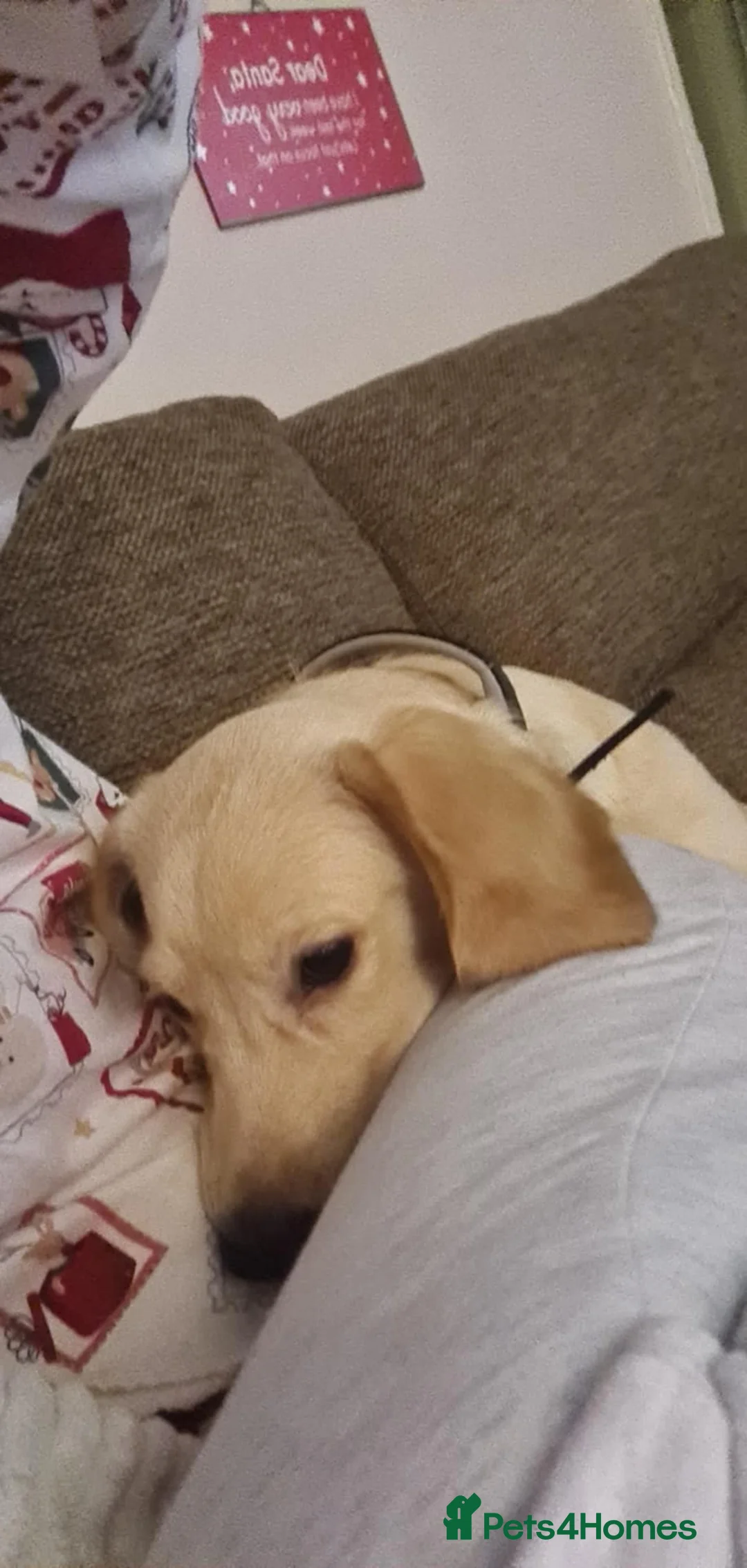 Cockerdor dogs for sale: Milo 7 month  - Advert 8