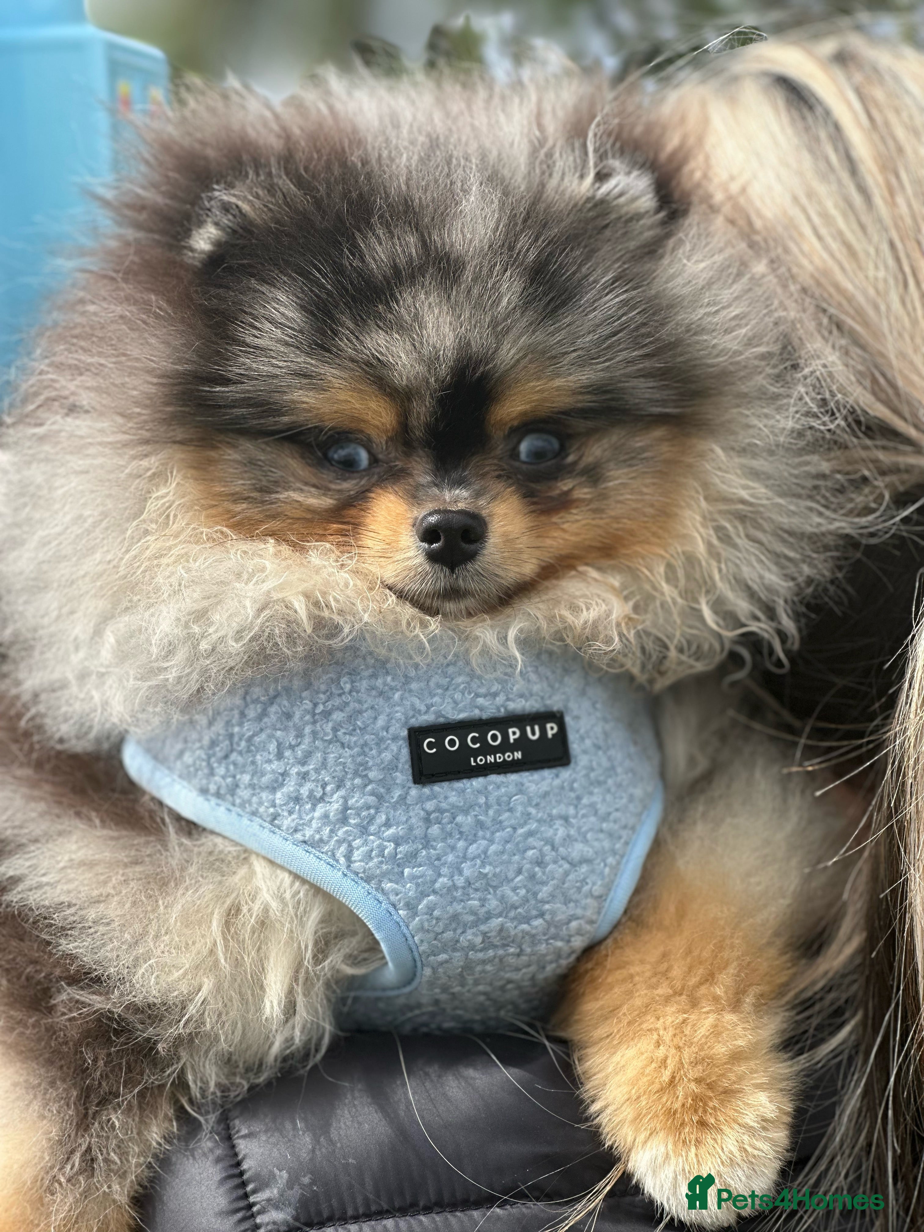 Pomeranian dogs PERFECT MERLE STUD🌎 experienced ✅ proven✅ in Wolverhampton - Advert 22