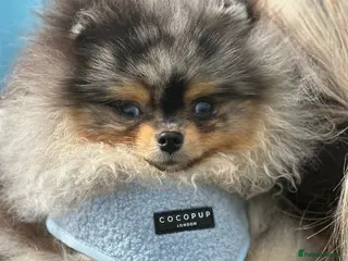 Pomeranian dogs PERFECT MERLE STUD🌎 experienced ✅ proven✅ in Wolverhampton - Advert 22