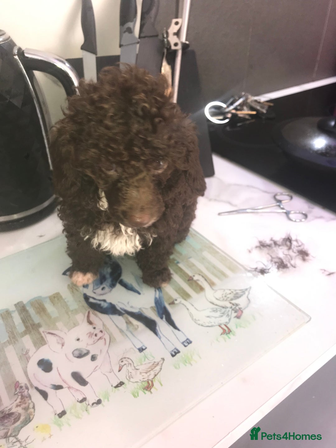 Toy Poodle dogs for sale: Toy poodle WAITING LIST - Advert 9