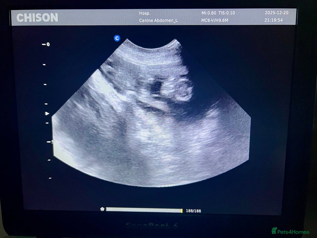 Hungarian Vizsla dogs for sale: Hungarian Vizsla Puppies - Advert 2